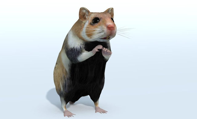 Hamster 1.jpg