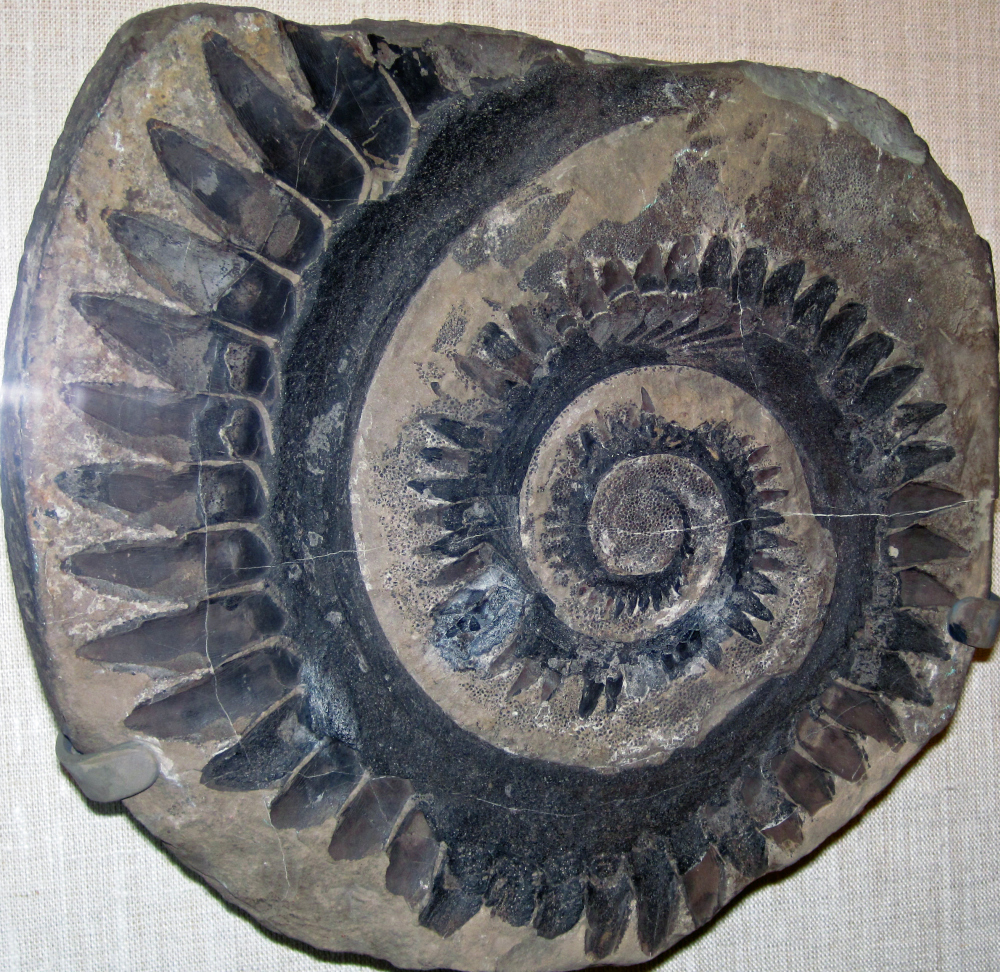 Helicoprion_tooth_whorl_small.jpg
