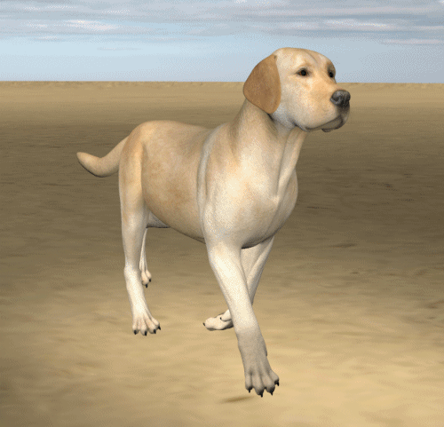HIVEWIRE DOG --- ANIMATION TEST.gif