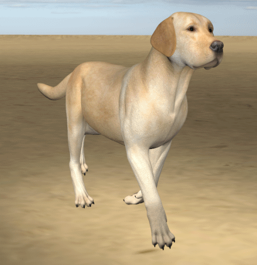 HIVEWIRE DOG - ANIMATION TEST2.gif