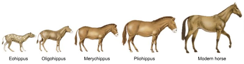 horse evolution.jpg