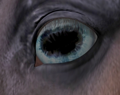 Horse Eye New Texture.jpg