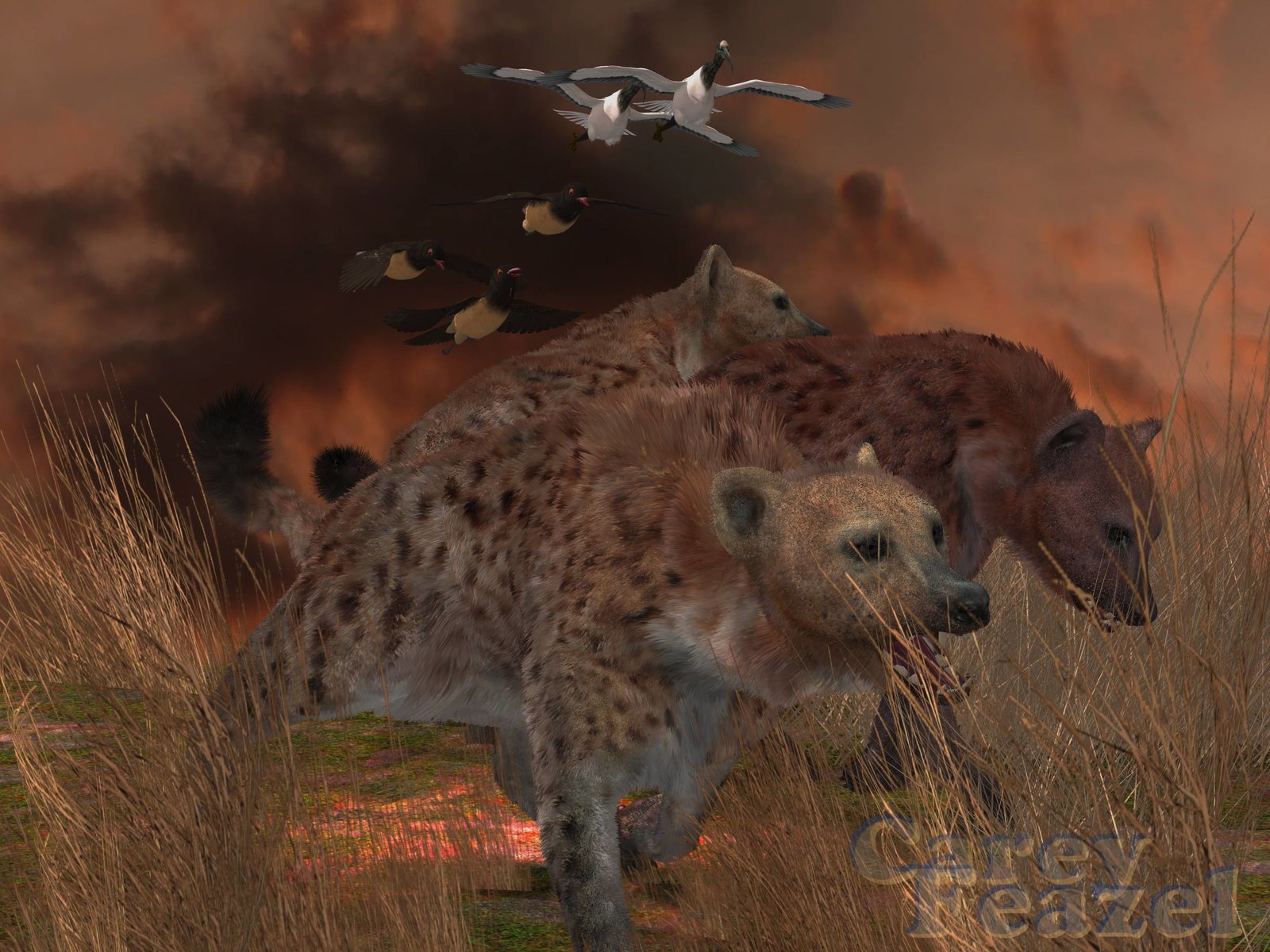 hyenia-stalk.jpg