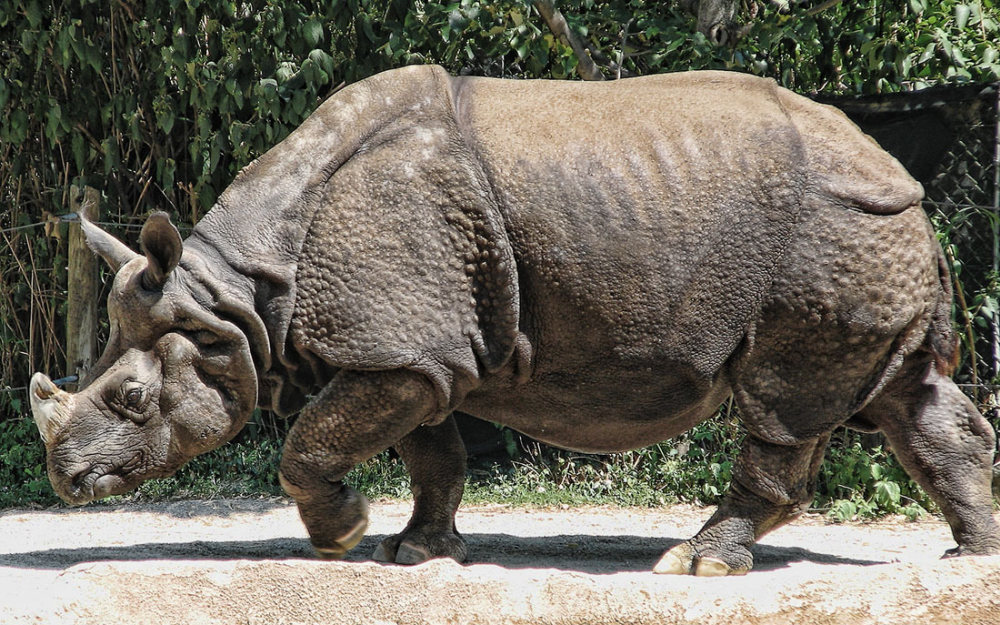 indian-rhino2_small.jpg