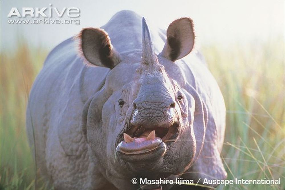 Indian-rhinoceros_large.jpg