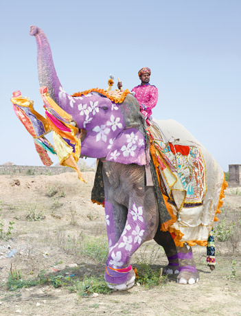indias-painted-elephants-460.jpg