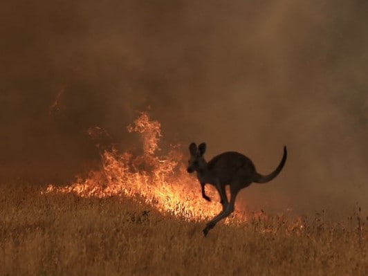 kangaroo-in-fire2.jpg