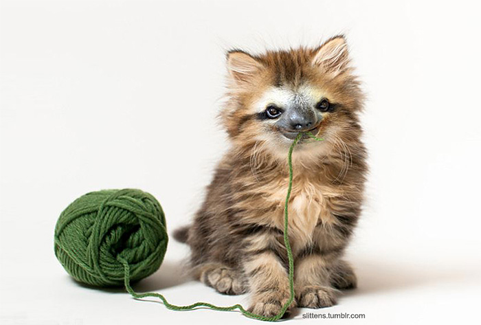 kittens-sloths-combined-slittens-30.jpg