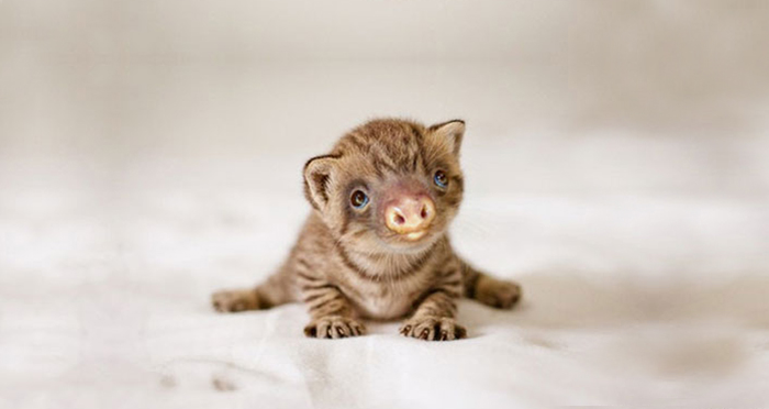 kittens-sloths-combined-slittens-37.jpg