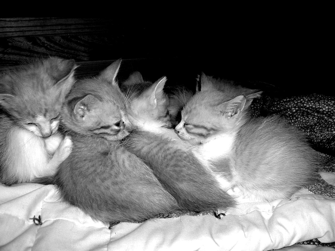 Kittens00.jpg