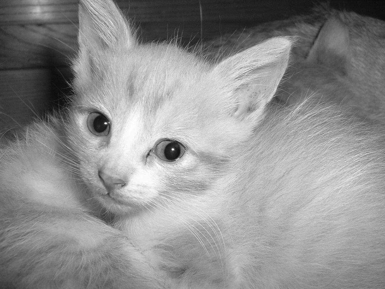 Kittens01.jpg