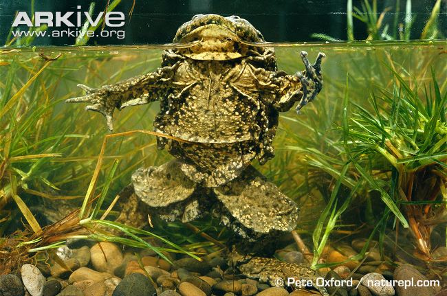 Lake-Titicaca-frog-showing-ventral-side.jpg