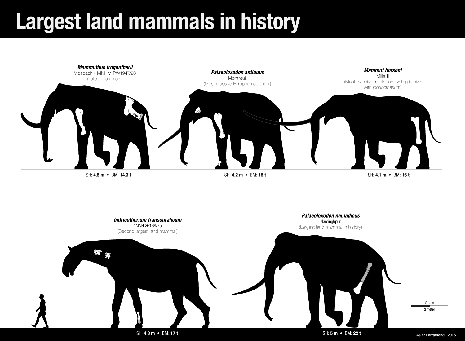 largest_land_mammals_by_larramendi_by_asier_larramendi-d913ekf.jpg