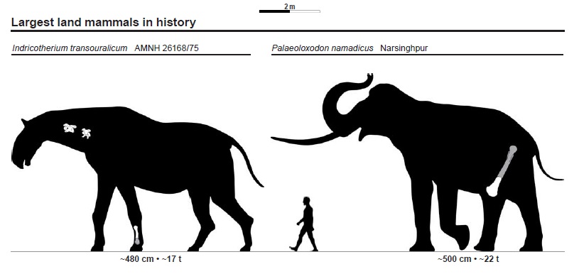 Largest_land_mammals_size_chart.jpg