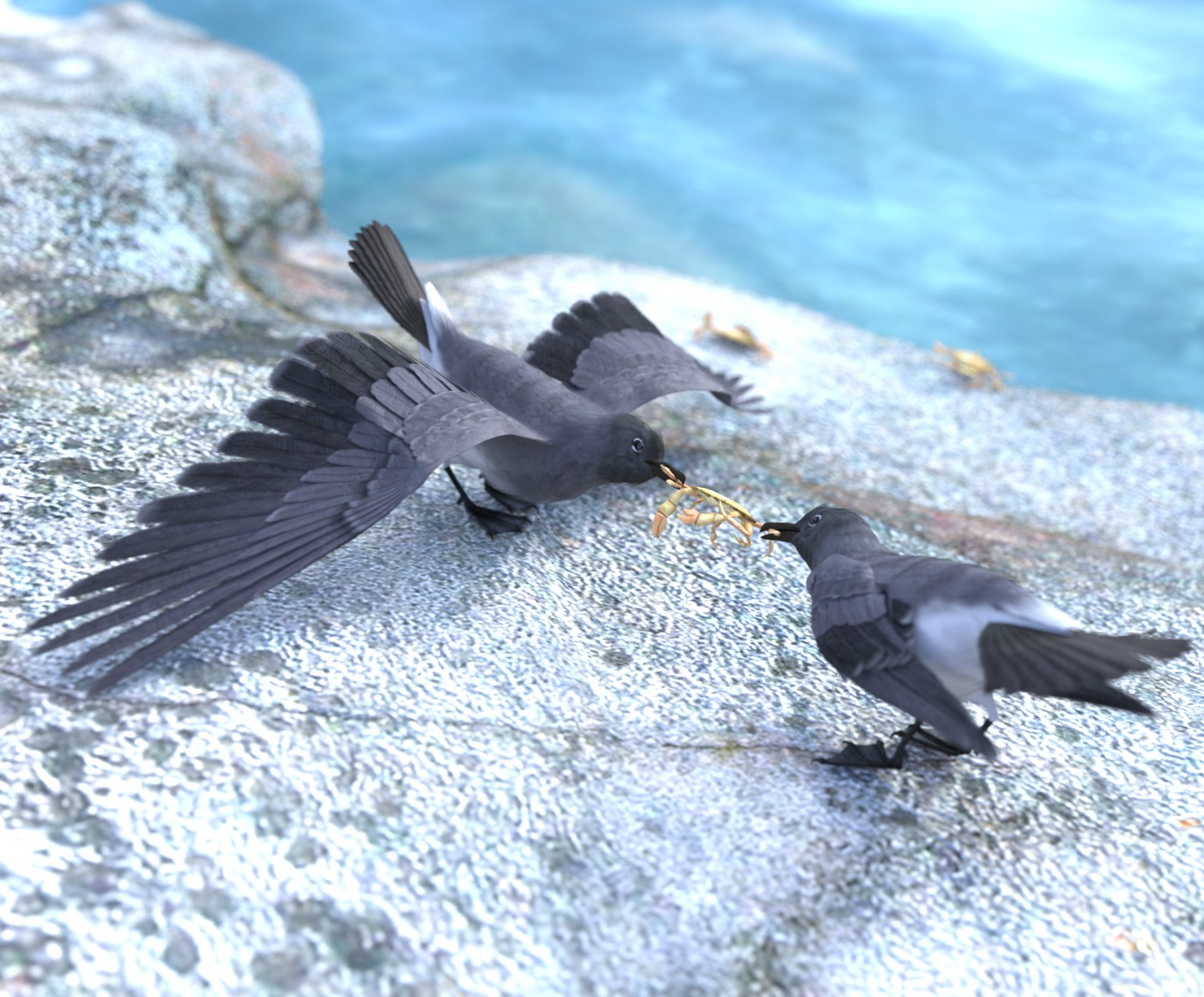 Lava Gulls.jpg