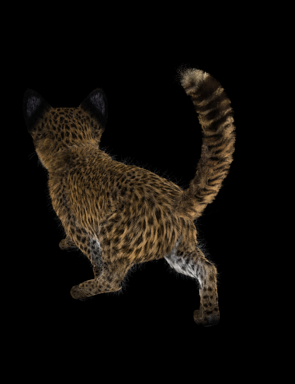 Leopard Kitty with Big ears back view 3Delight.jpg