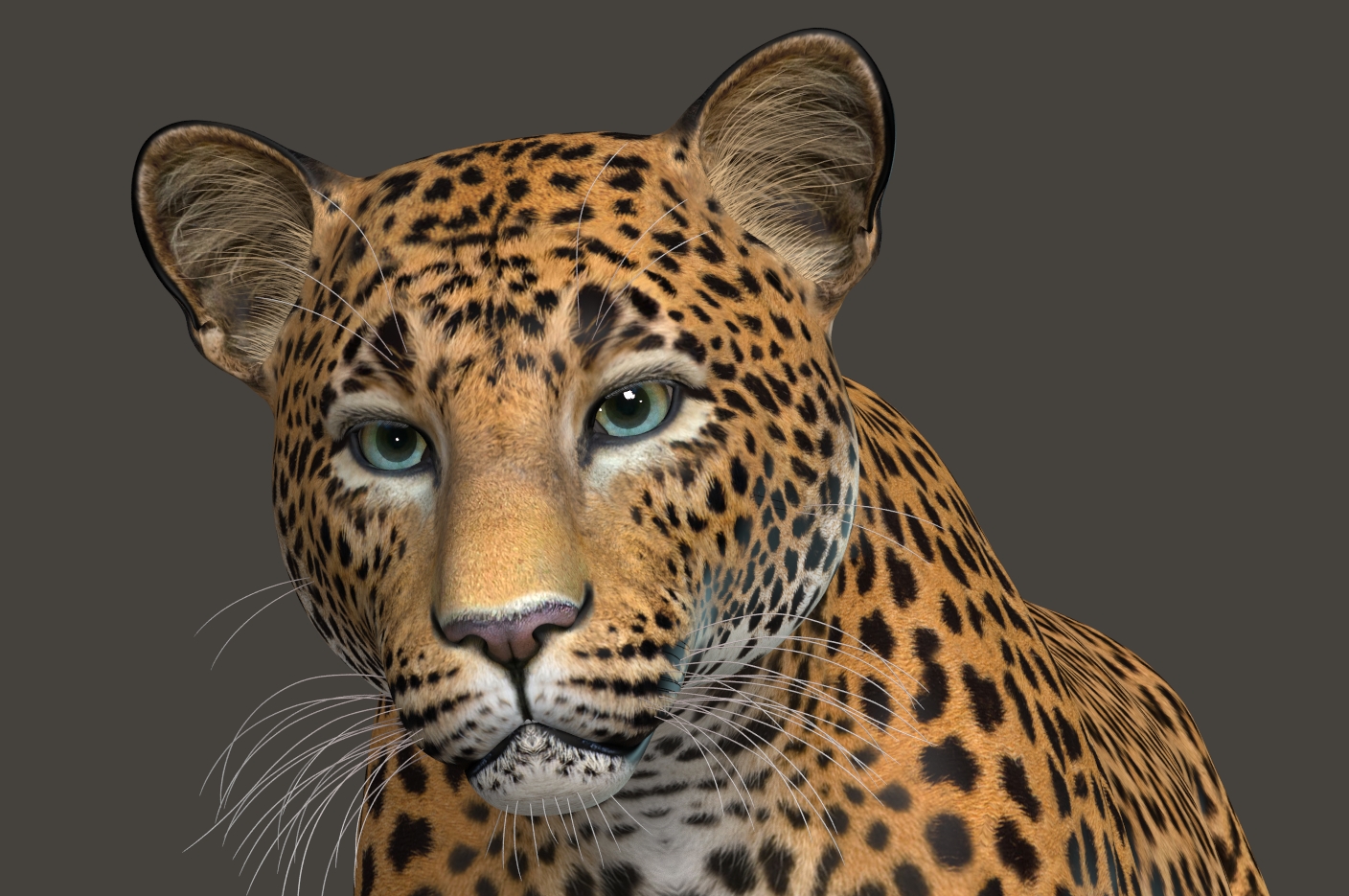 Leopard413a.jpg