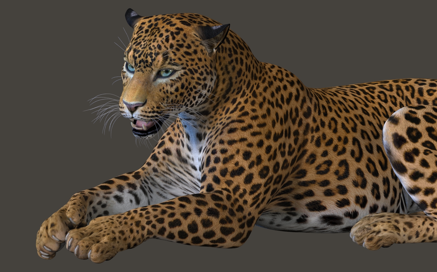 Leopard721a.jpg