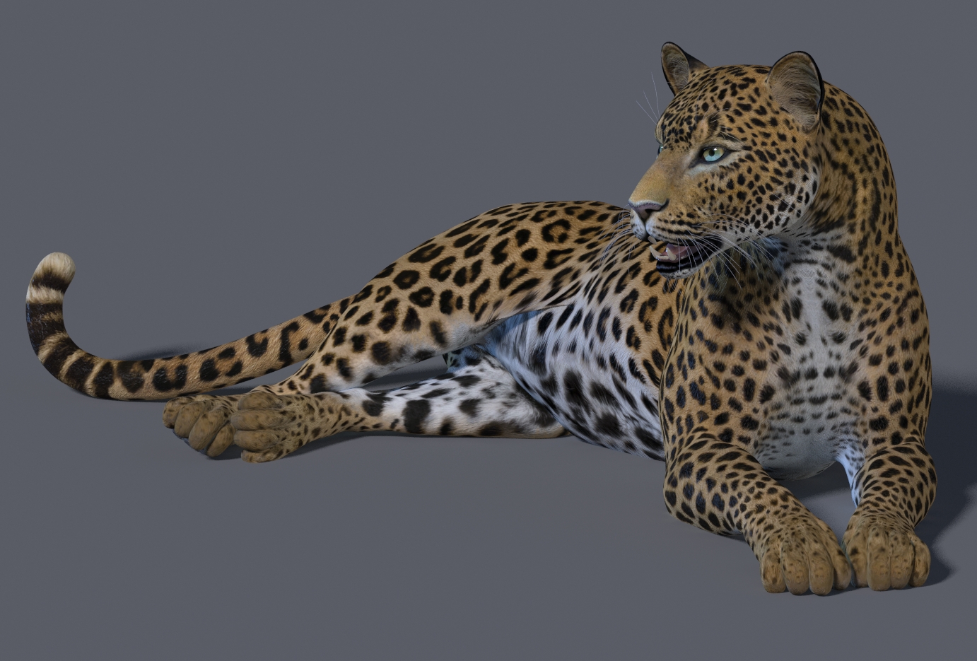 Leopard728a.jpg