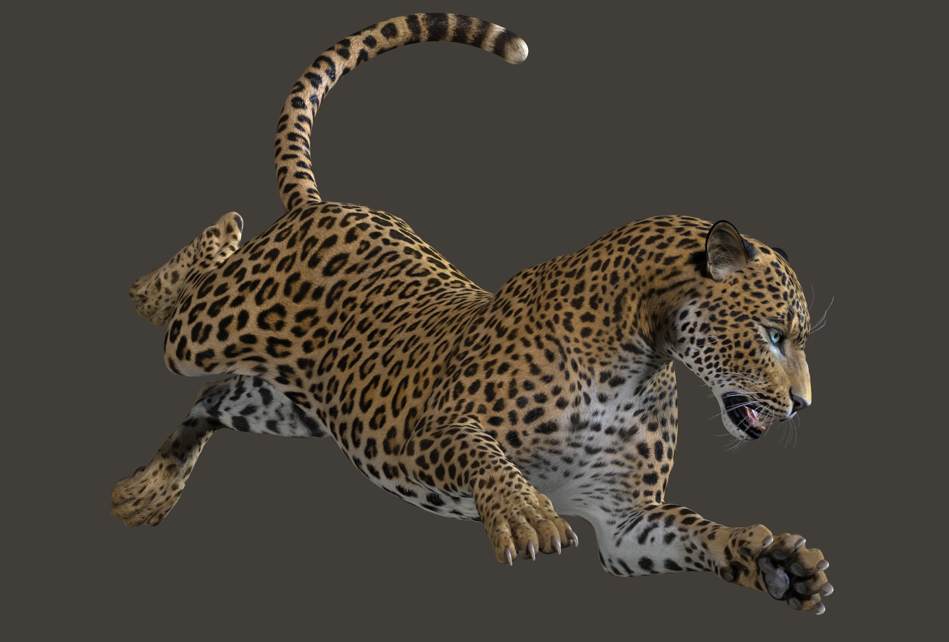 Leopard728b.jpg