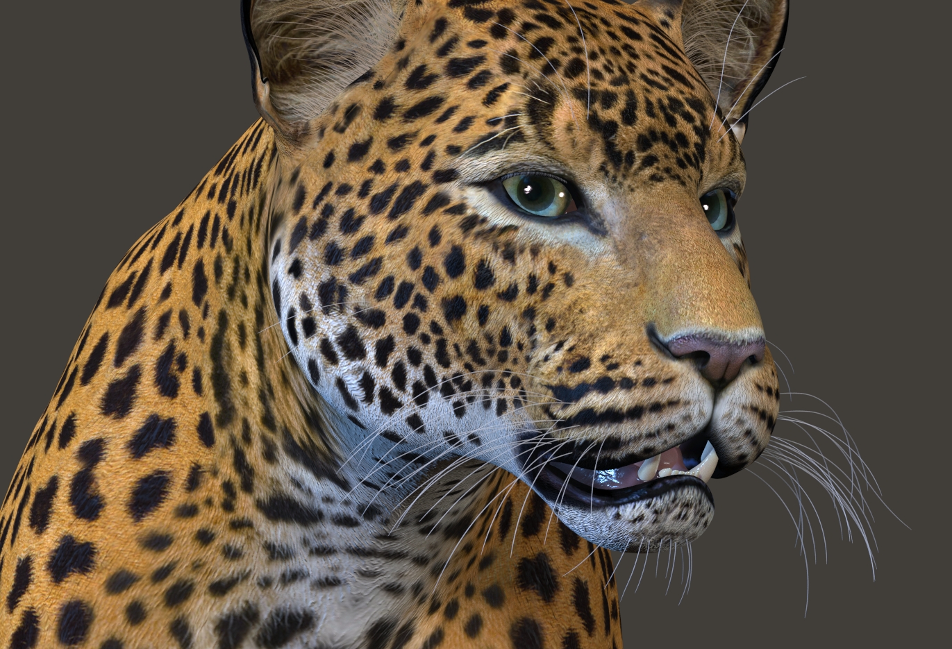 Leopard78b.jpg