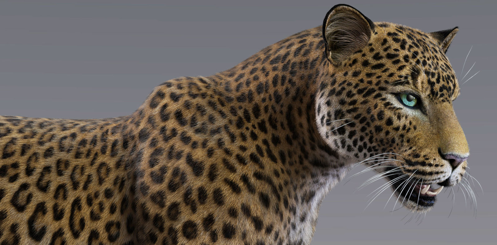 LeopardAfricanLAMHtest1.jpg