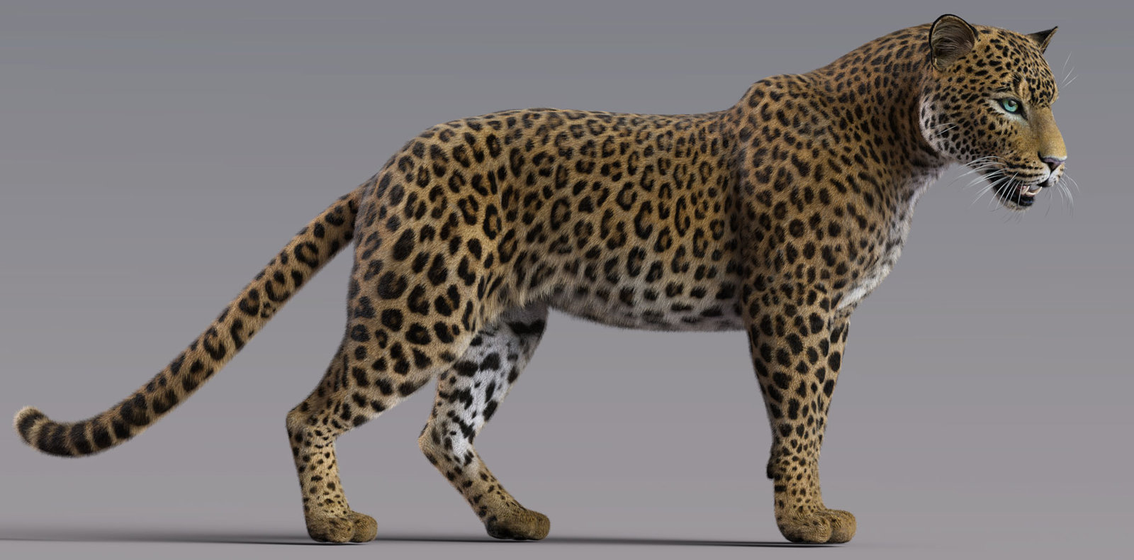LeopardAfricanLAMHtest3.jpg