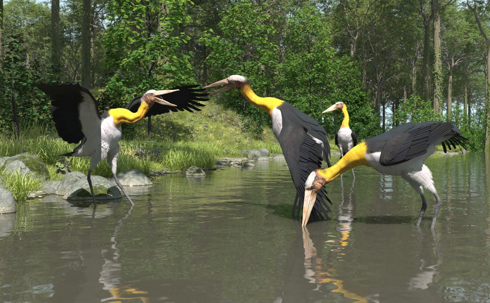 Lesser Adjutants.jpg