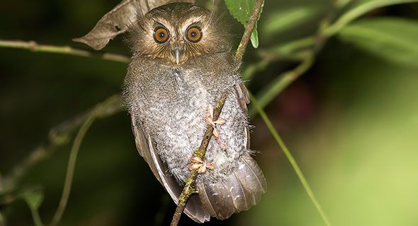 Long-whiskered owlet (Xenoglaux loweryi).jpg