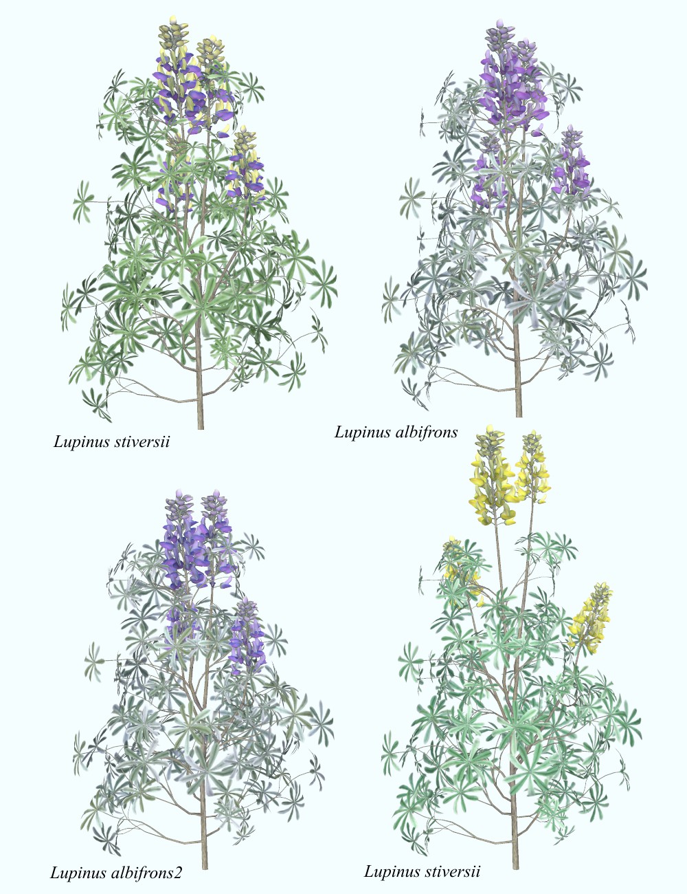 Lupinus-large.jpg