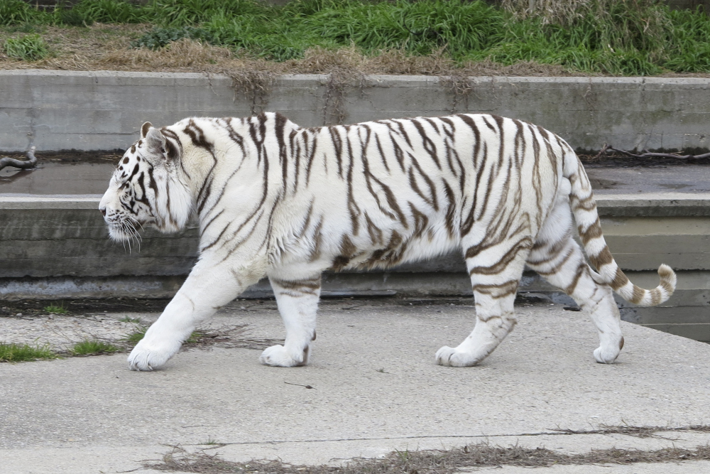 MadridZoo-Panthera_tigris_tigris_small.jpg