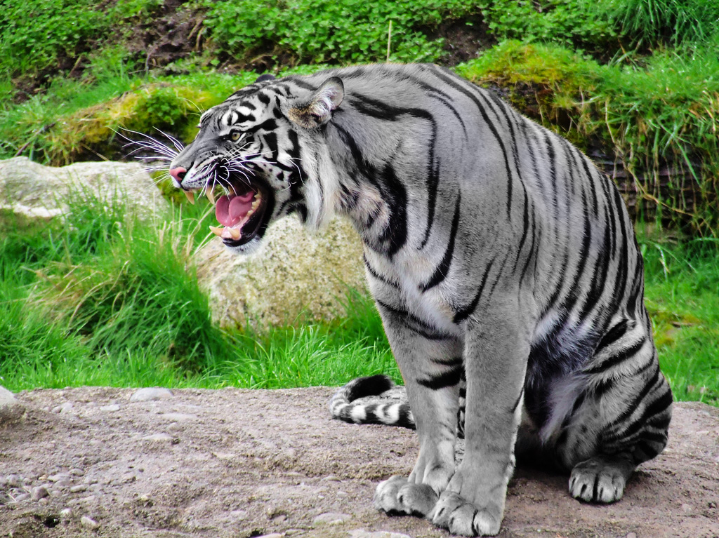 Maltese_Tiger.jpg