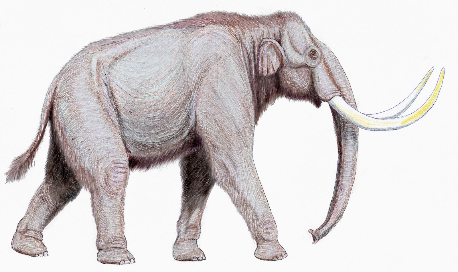 Mammuthus_trogontherii122DB.jpg