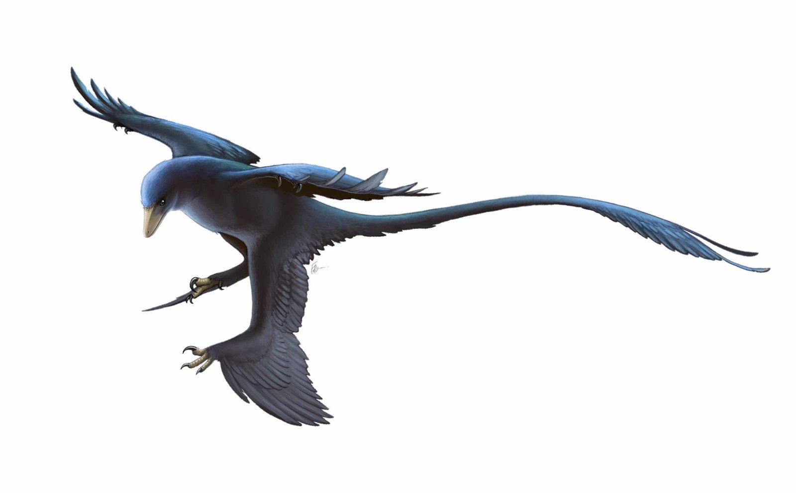 Microraptor_gui.jpg