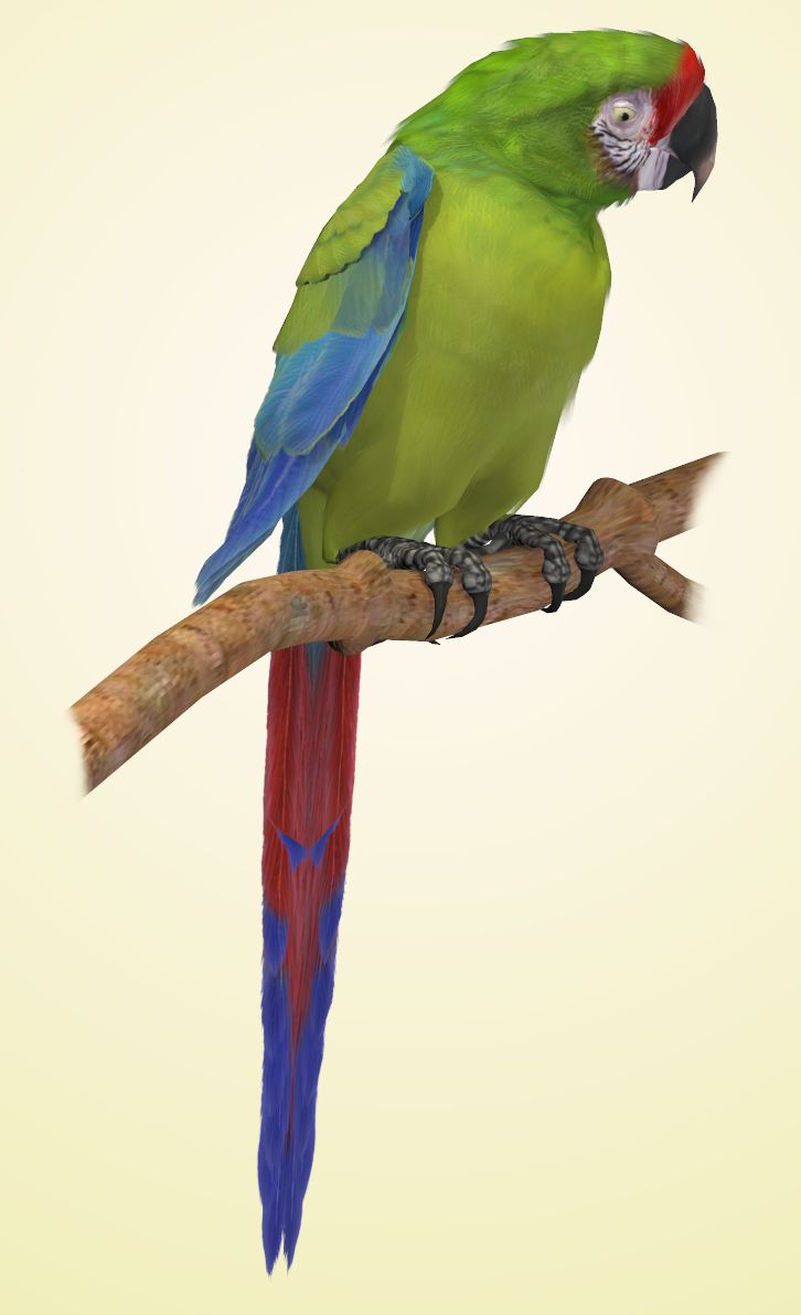 Military Macaw.jpg