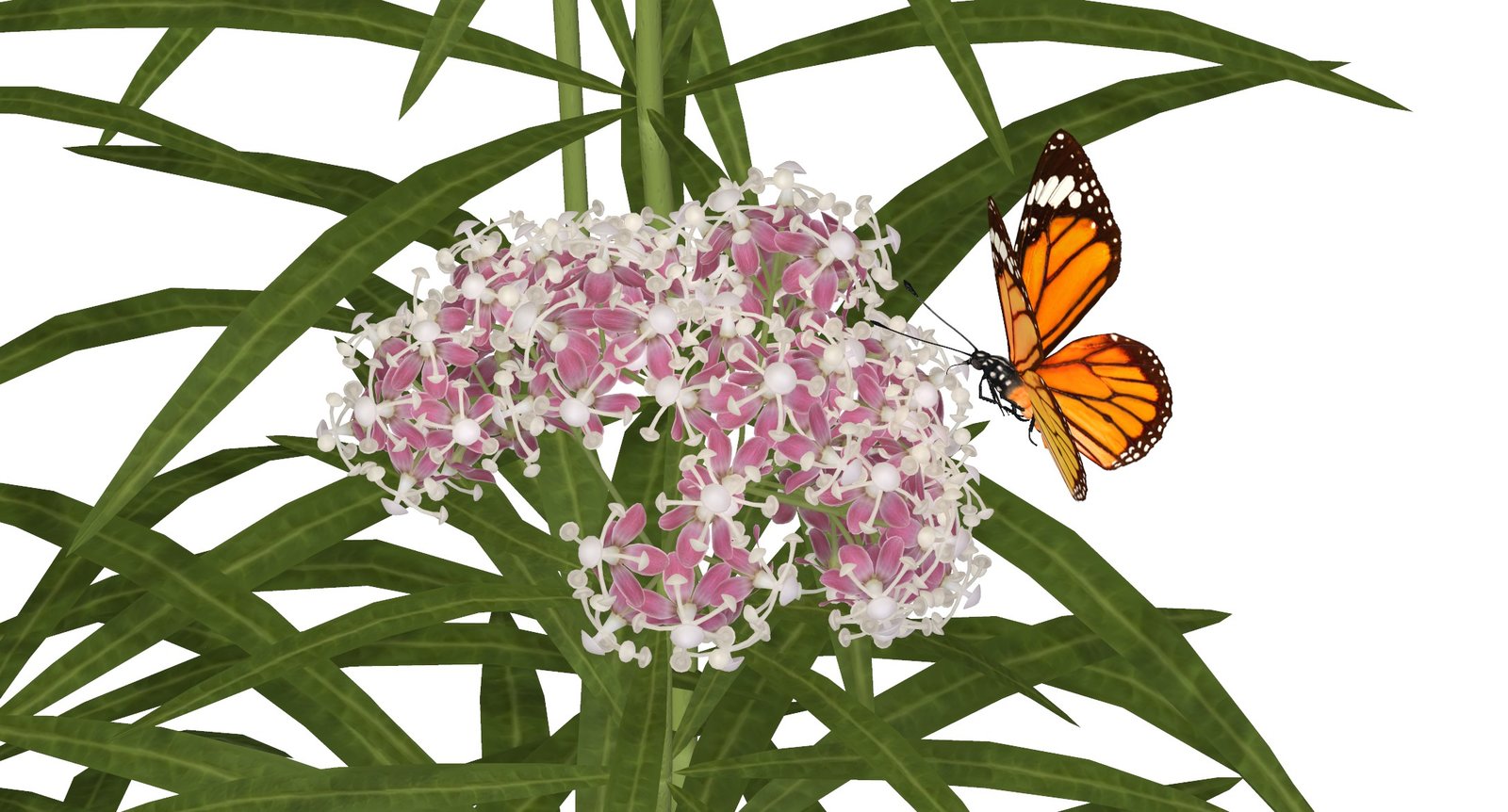 Milkweed3.jpg