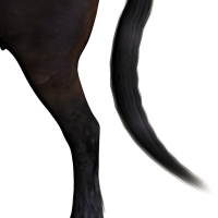 Narrow Tail End.png