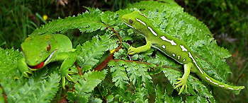Naultinus grayii (Bell, 1843)Northland Green Gecko1.jpg