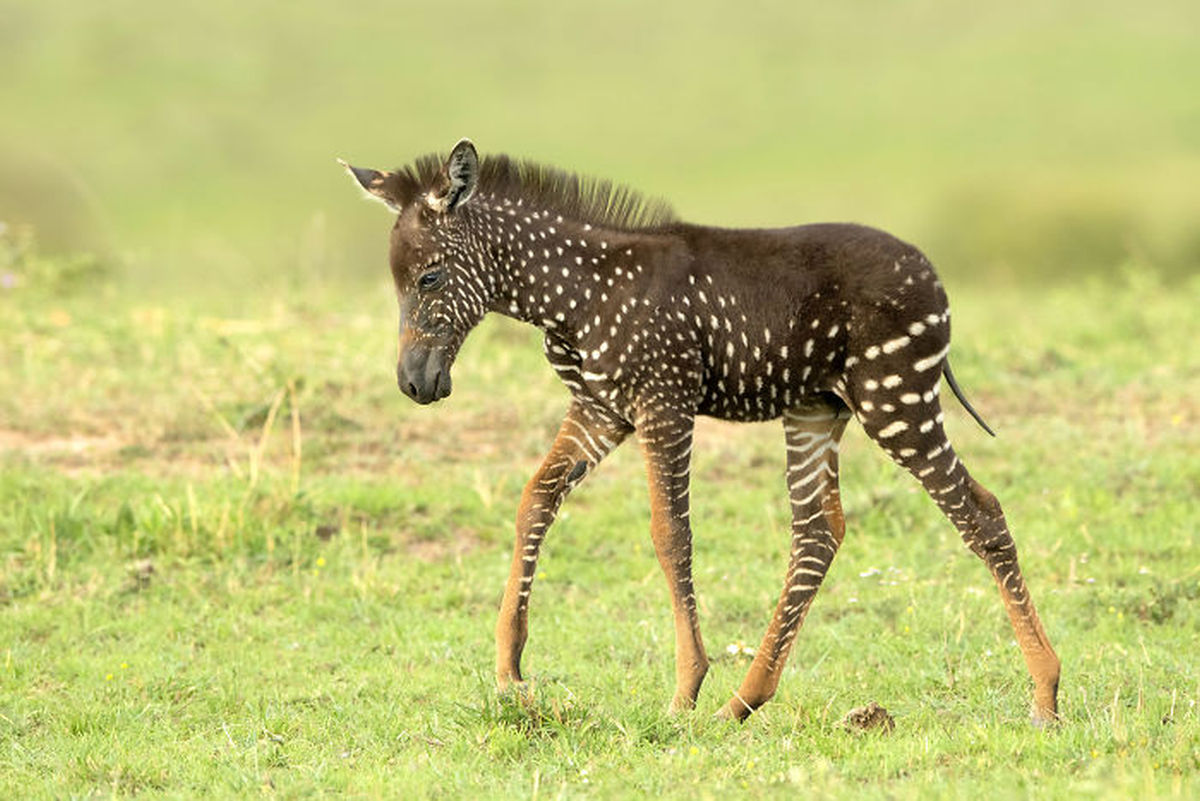 newborn-zebra-rare-polka-dots-kenya-1-5d81d3281a818__700 new.jpg