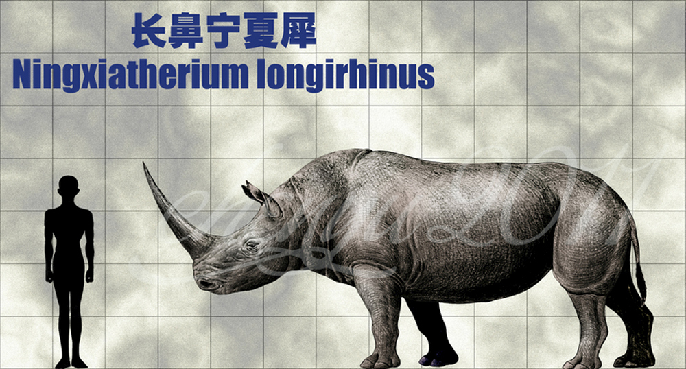 ningxiatherium_longirhinus_by_sinammonite-d2b5ixi_large.jpg