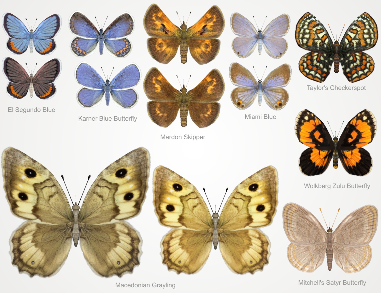 NW_Butterfliesv4_Promo1.jpg