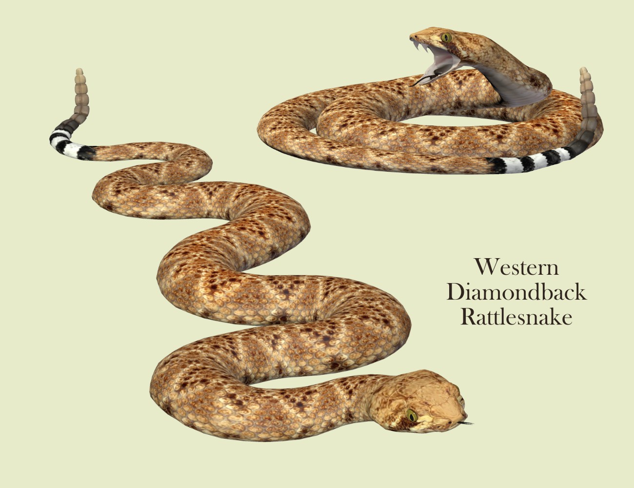NW_Snakes_Promo4.jpg