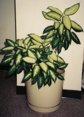 OFFICE PLANT - 1990.jpg