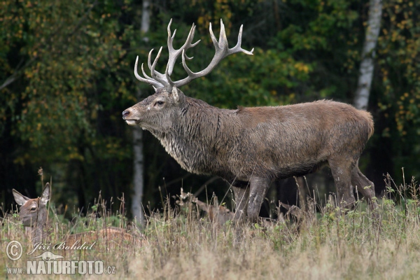 old deer buck-5609.jpg