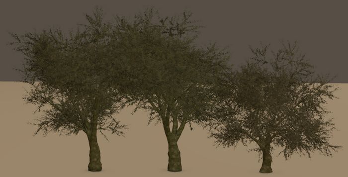 OLIVE TREES.jpg