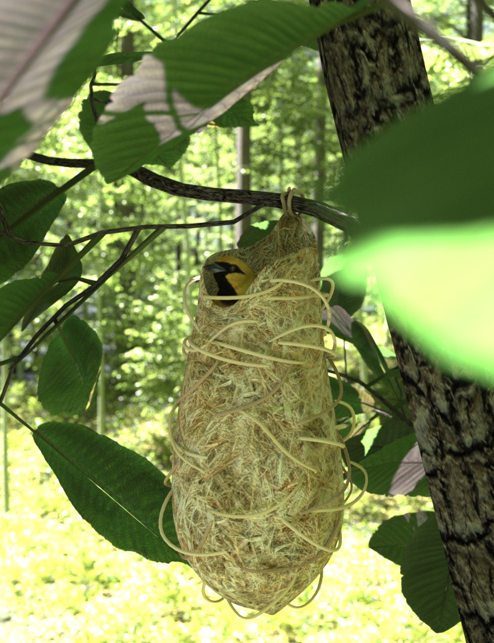 Oriole Nest.jpg