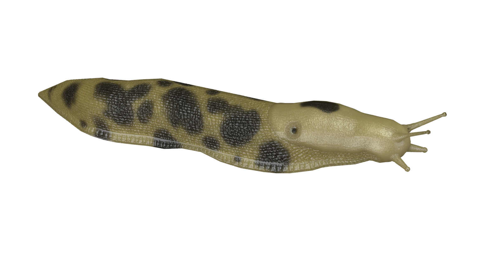 Pacific Banana Slug.png