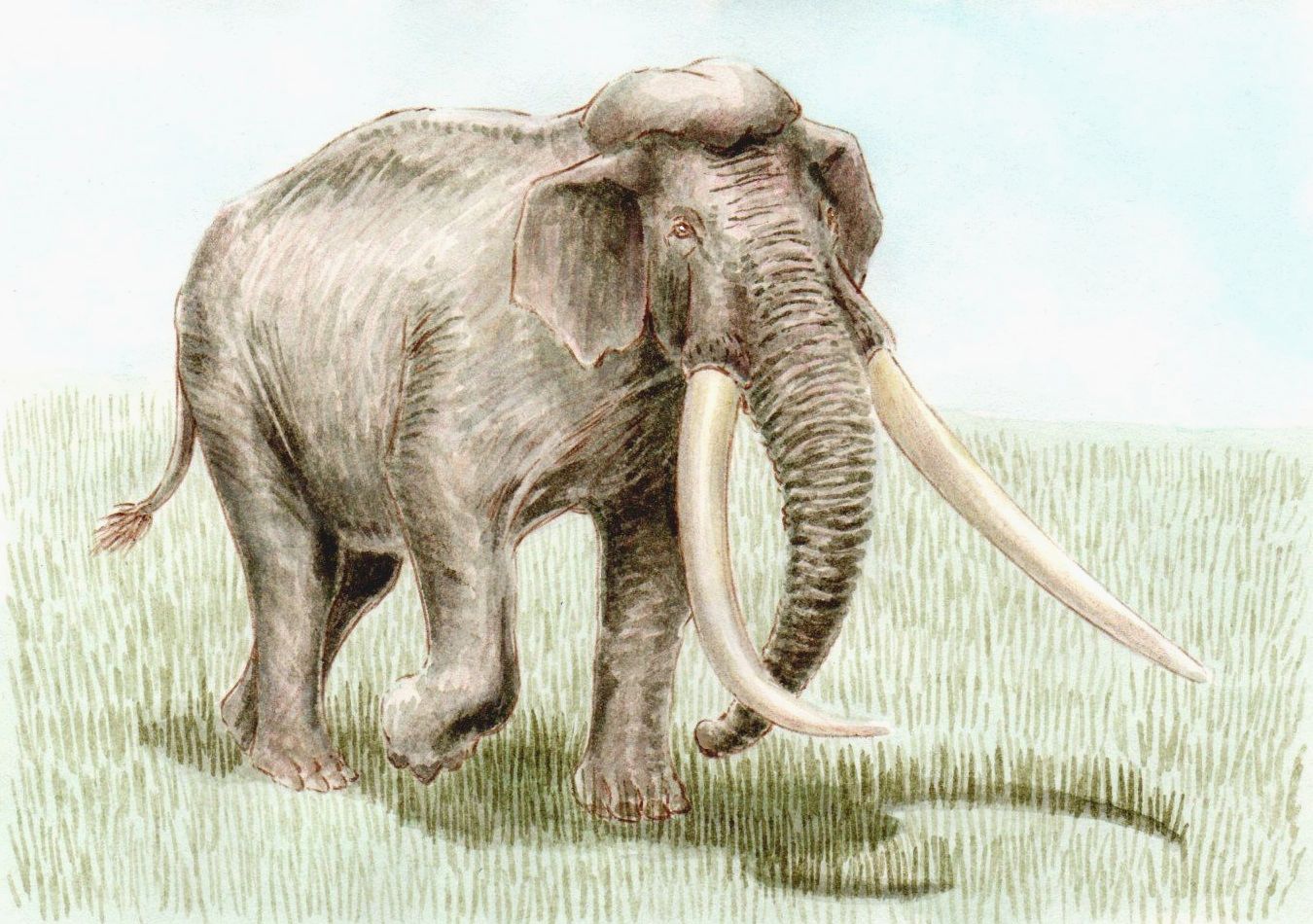 Palaeoloxodon_namadicus-bpk.jpg