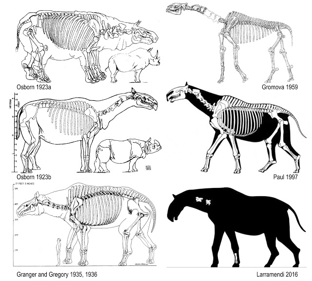 Paraceratherium skeletal reconstructions.jpg