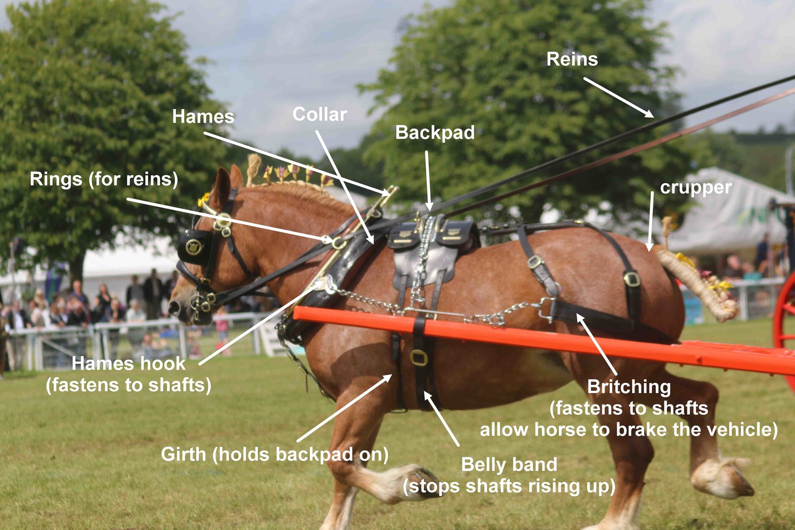 parts of harness.jpg
